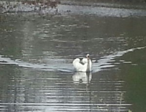 swan